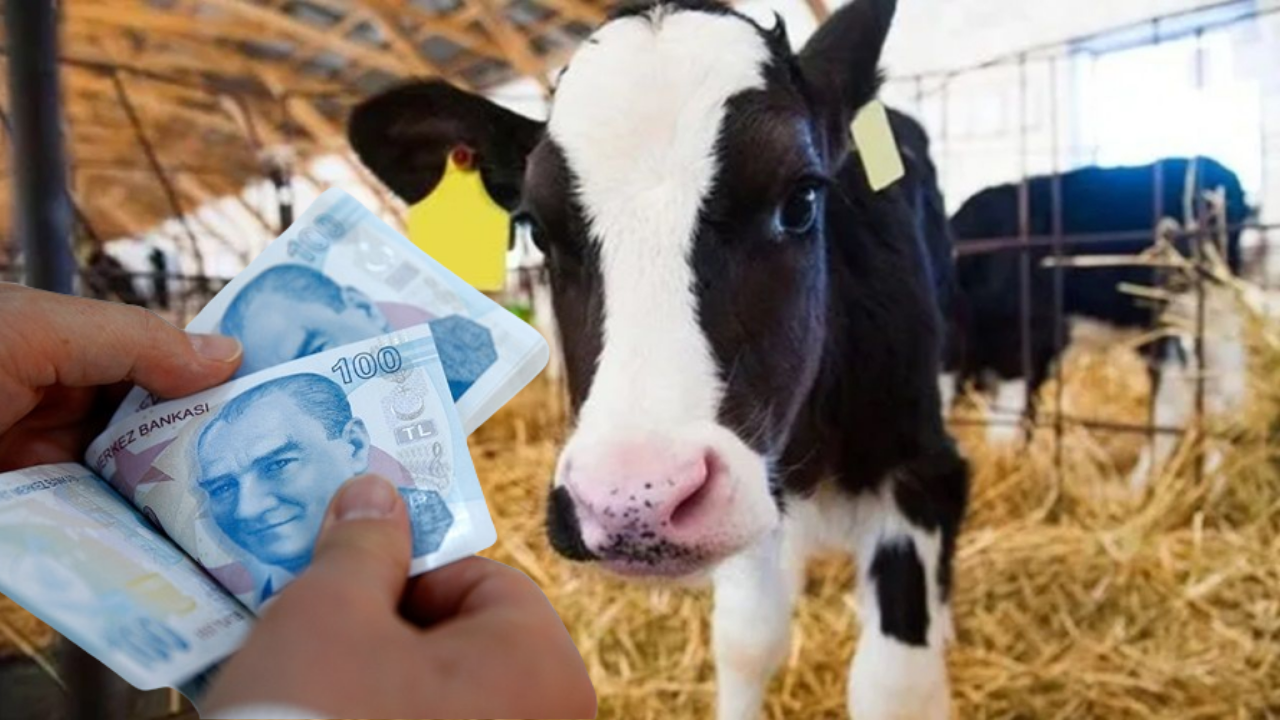 Tarım Bakanlığı Buzağı Desteği Başvuru Tarihleri 2025!