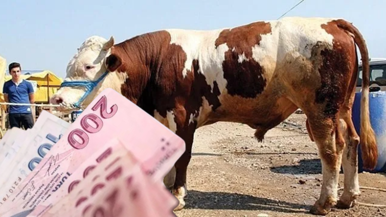 Kurbanlık Fiyatı 380 Bin TL!