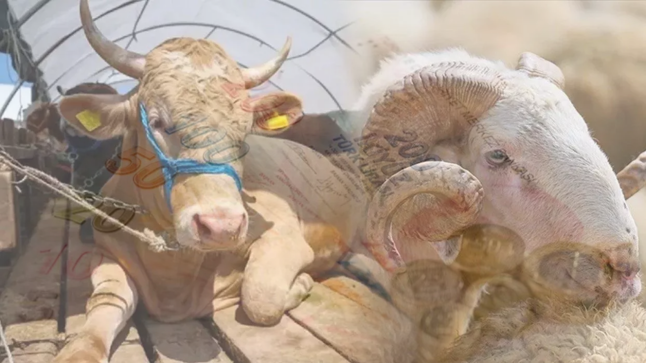 Kurban Fiyatları Düşecek!