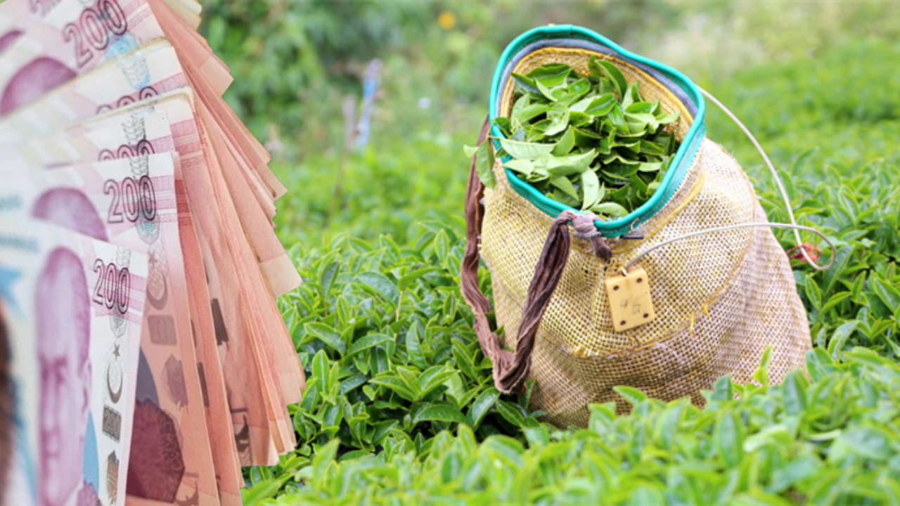 Yaş Çay Alım Fiyatı 2025! Zam Geldi!