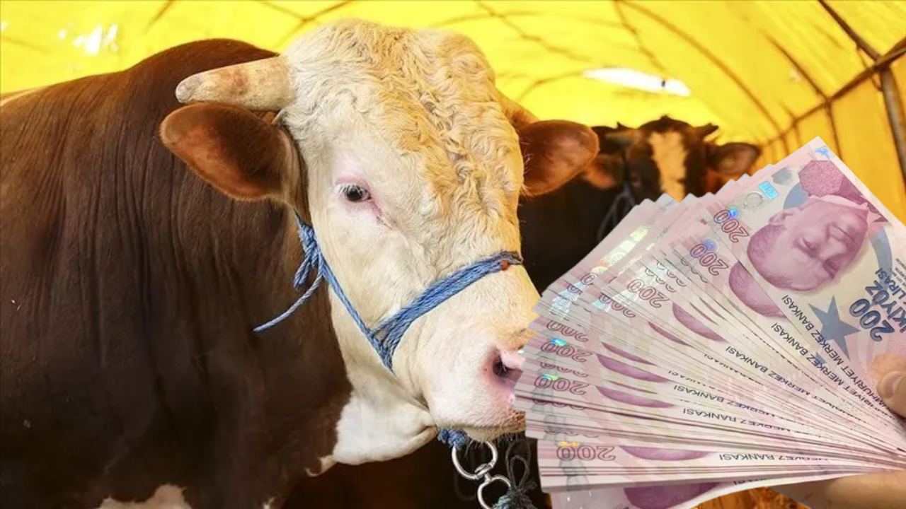 Kurbanlığa Zam Geldi! Fiyatı 550 Bin TL Oldu!