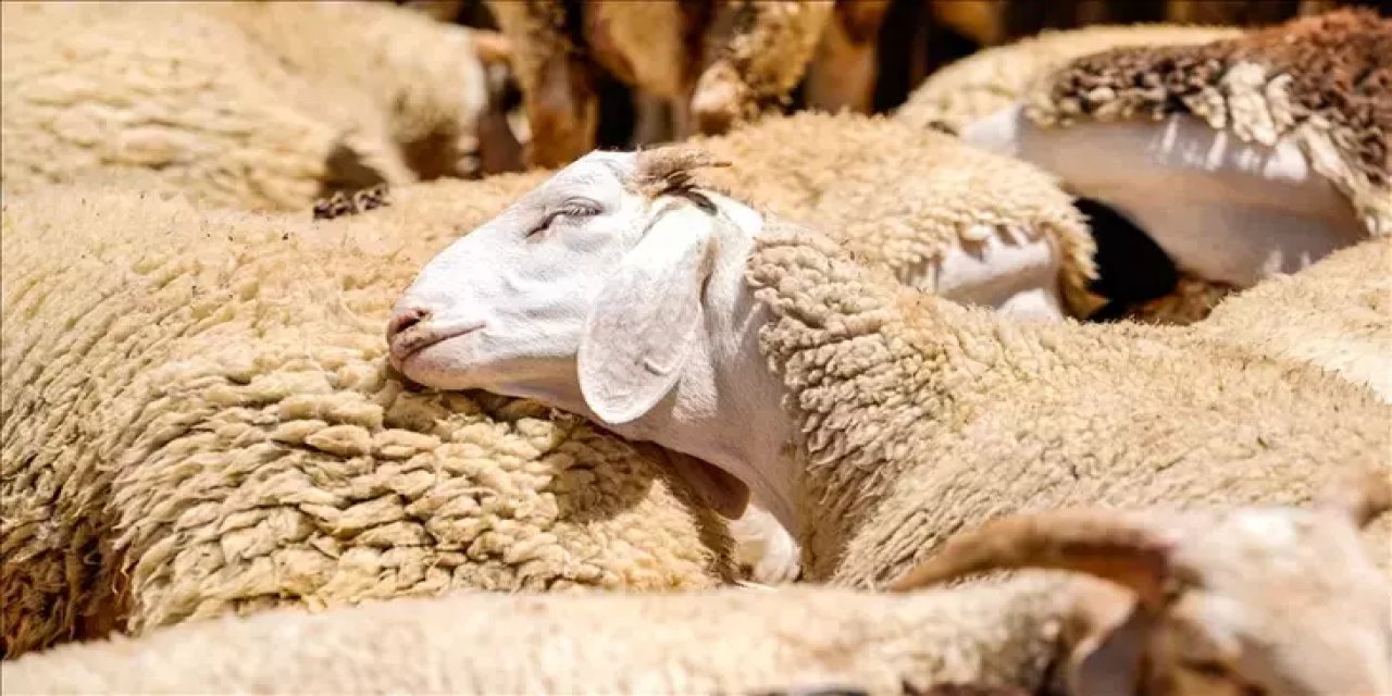 Küçükbaş Kurbanlık 20 Bin, Büyükbaş Kurbanlık 150 bin TL!