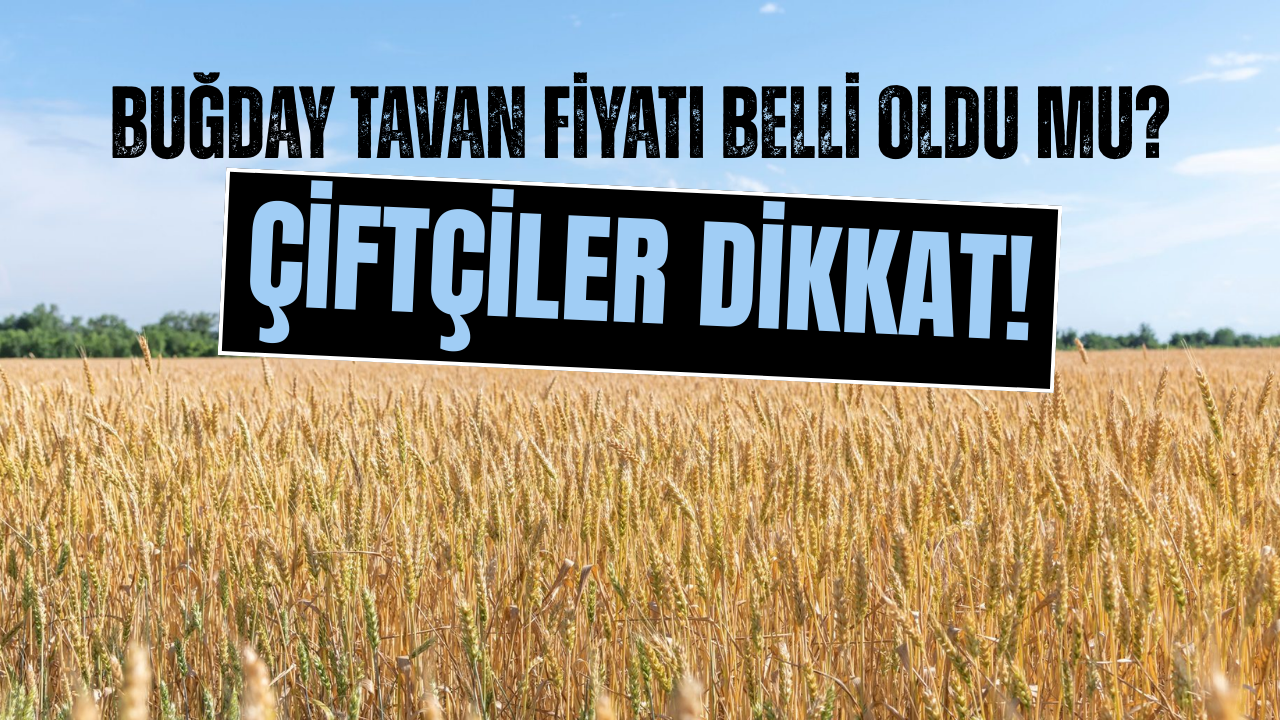 Buğday Hasadı Başladı! Buğday Tavan Fiyatı Ne Kadar Oldu?