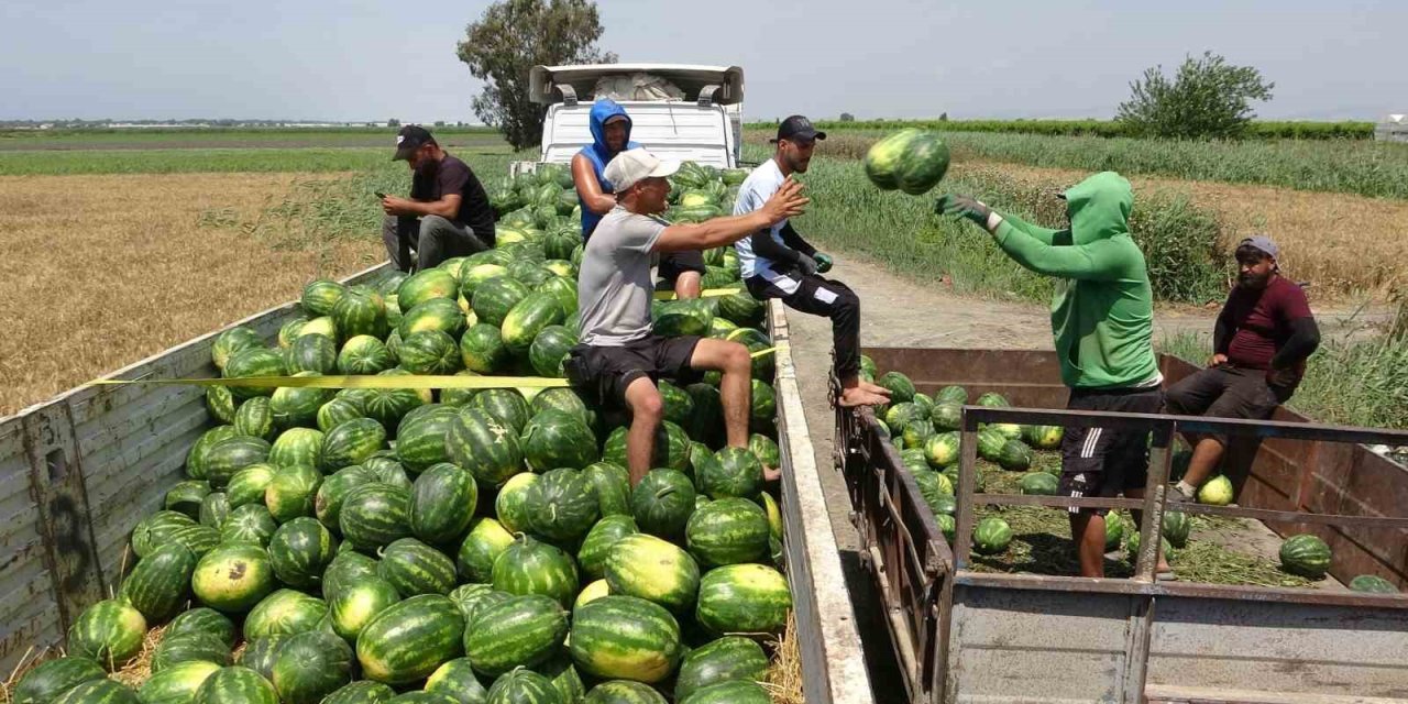 Mersin’de Karpuz Hasadı Başladı