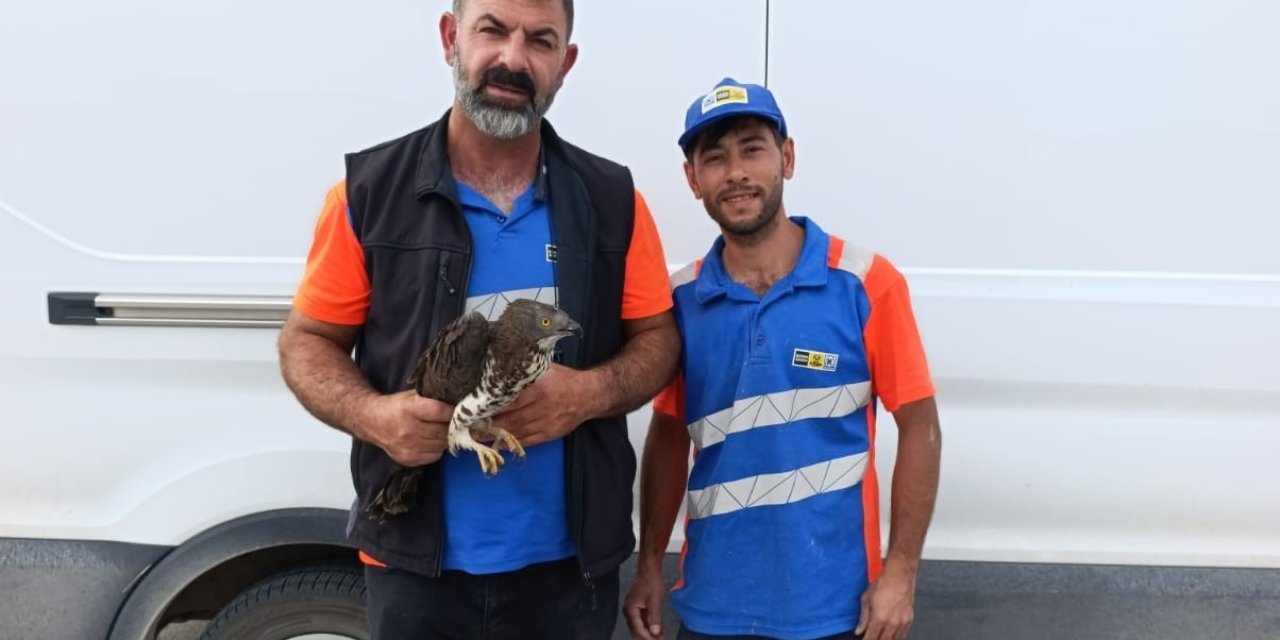 Karapınar’da Yaralı Kızıl Şahine Şefkat Eli