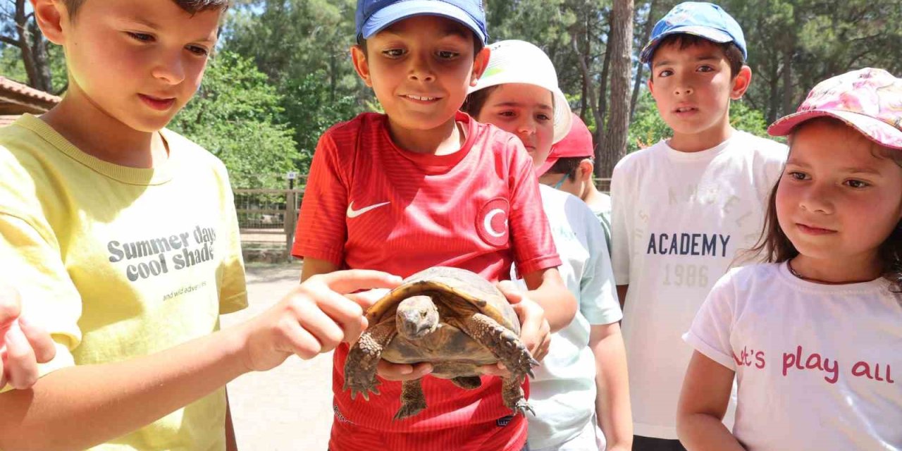 Kaplumbağaları İnceleyip Hem Öğrendiler Hem Eğlendiler