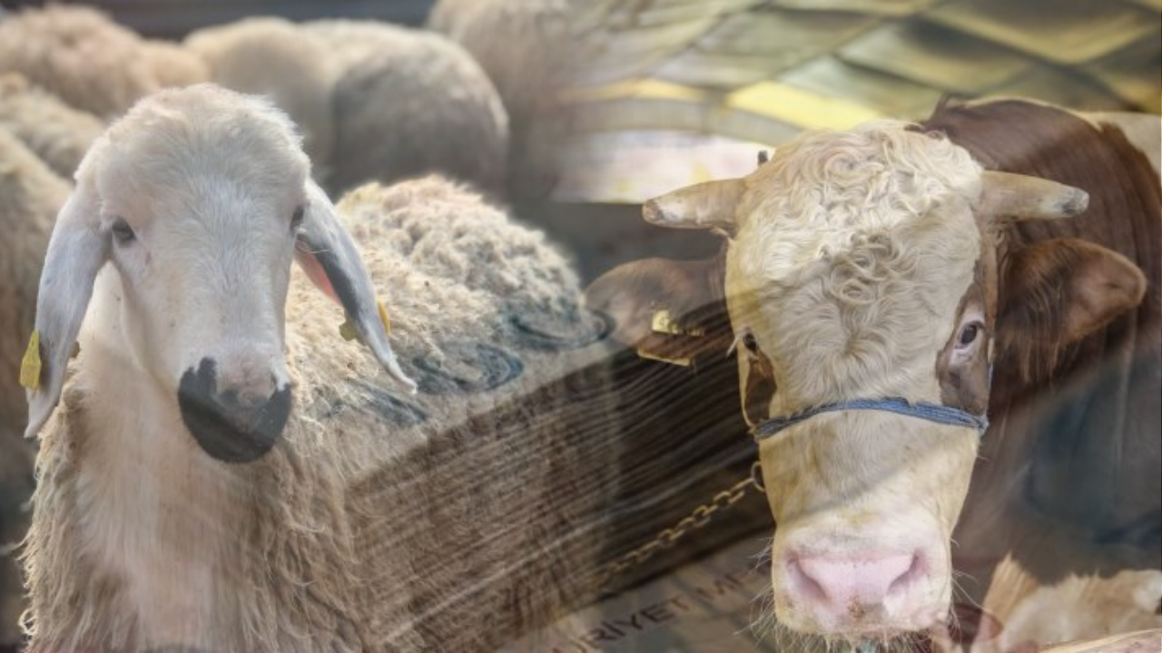 Kurban Fiyatları Düştü! Kilosu 220 TL!