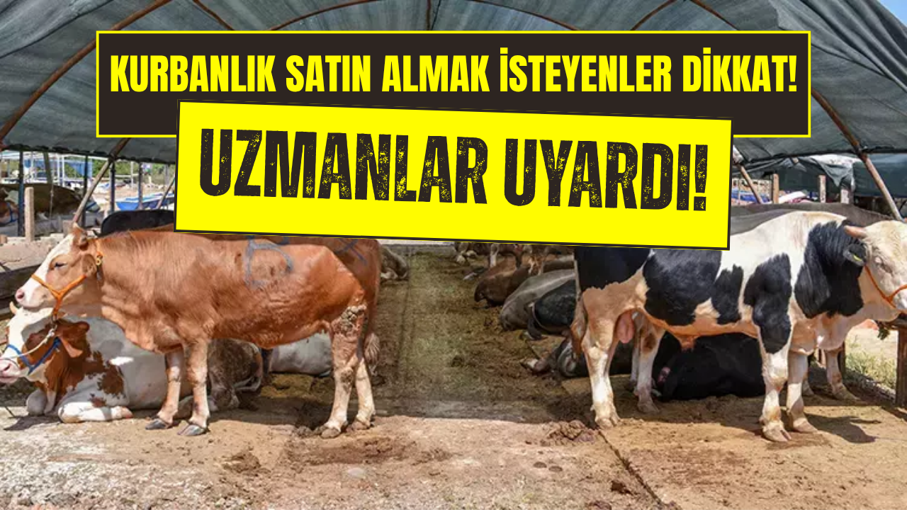 Kurbanlık Alacaklara Dolandırıcılık Uyarısı!