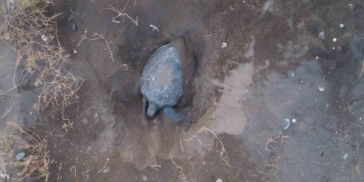 Akdeniz’in Simgesi Carettalar Döndü: İlk Anaçlar Yumurtalarını Bıraktı