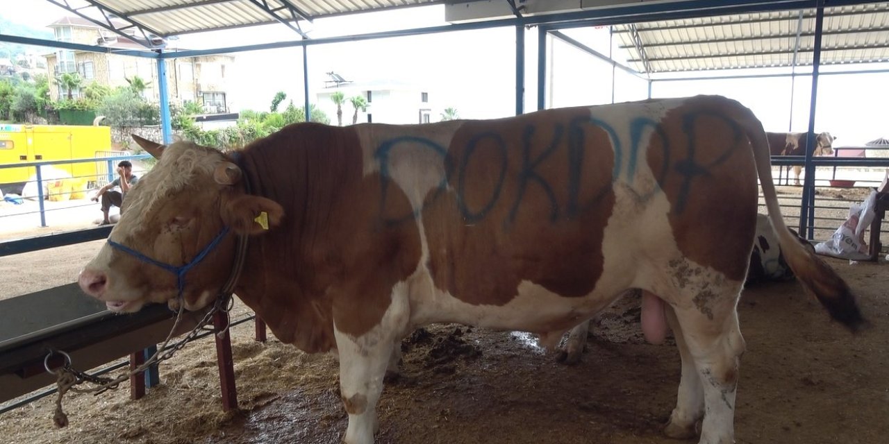 Alanya’da Kurban Satış Yerleri Doldu