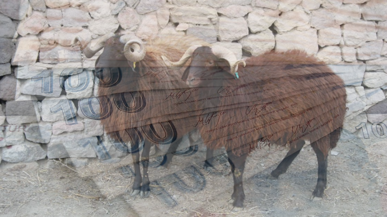 Kurbanlığın Kilosu 220 TL’ye Düştü!