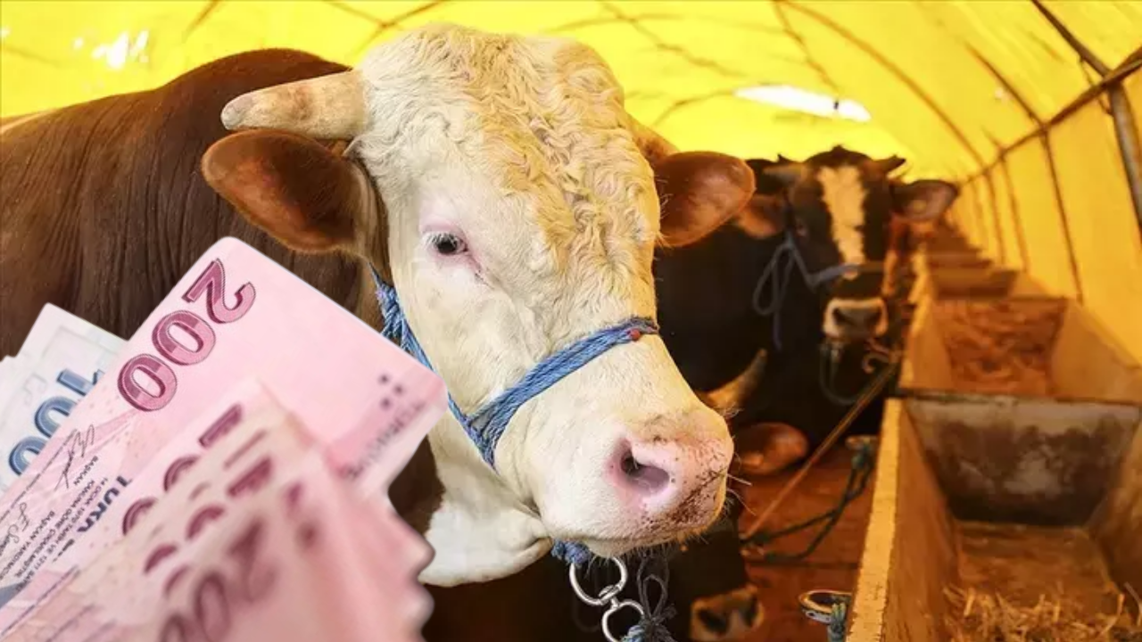 En Ucuz Kurbanlıkların Satıldığı İller 2025!