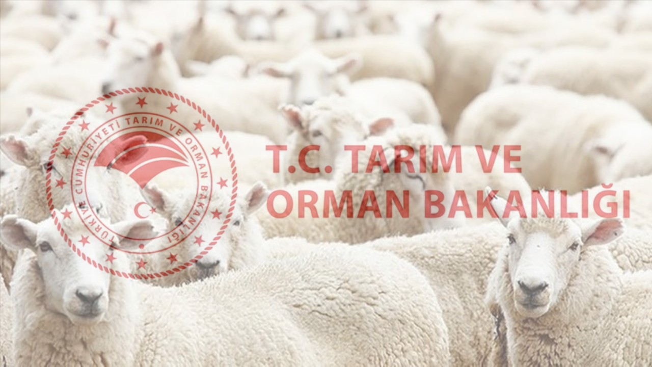 Tarım Bakanlığından Satılmayan Kurbanlıklar İçin Müjdeli Açıklama!