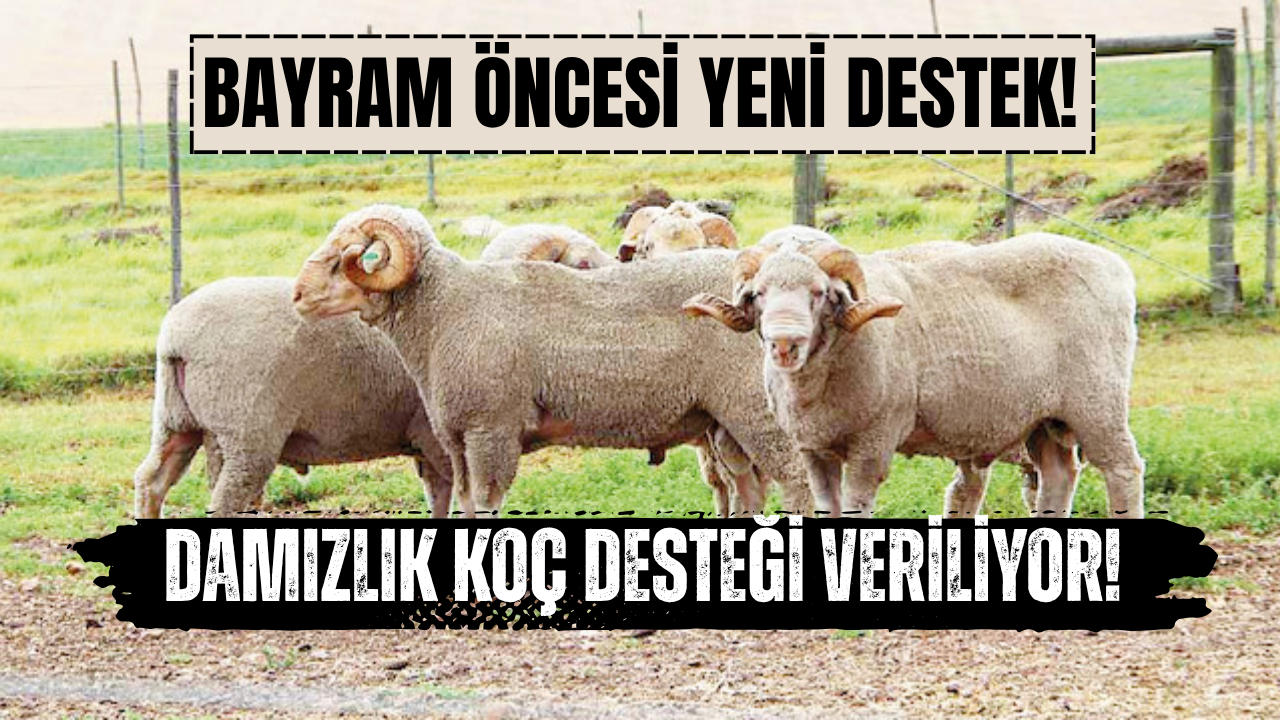 Bayrama Özel Damızlık Koç Desteği Başladı!