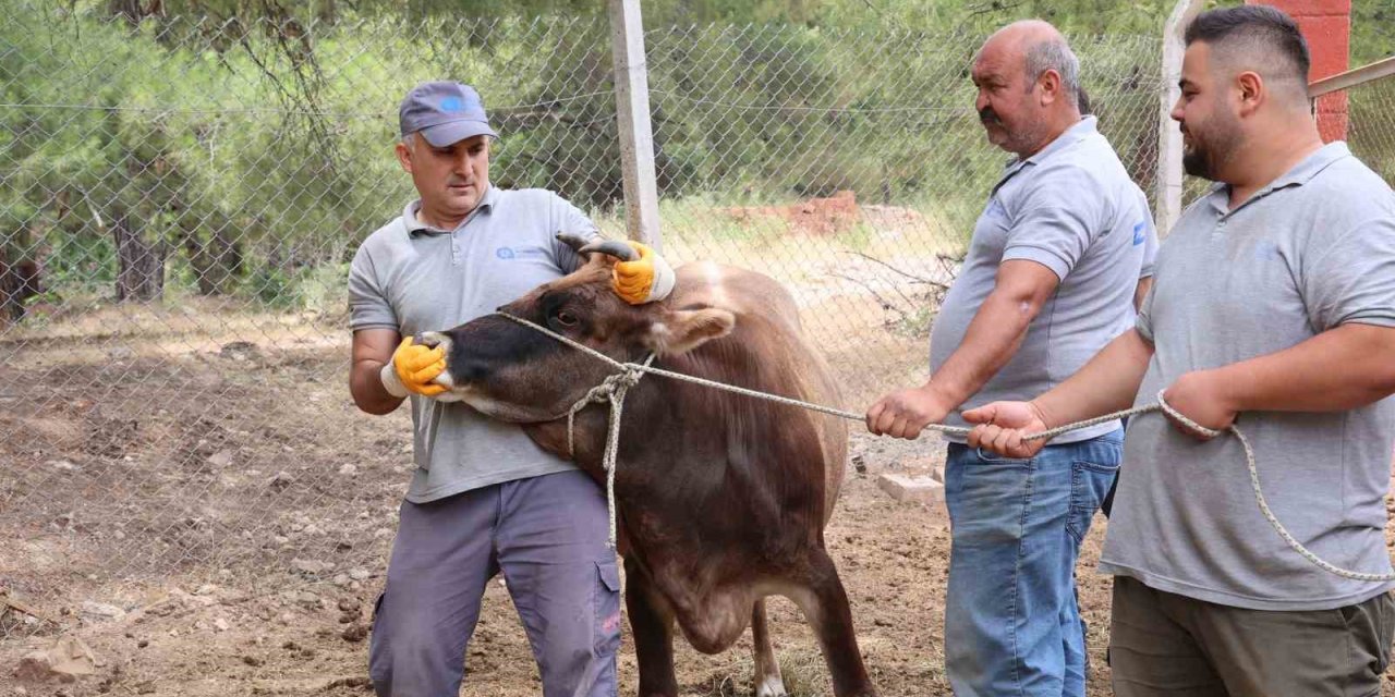 Antalya Büyükşehir Belediyesi Kurban Bayramı’na Hazır