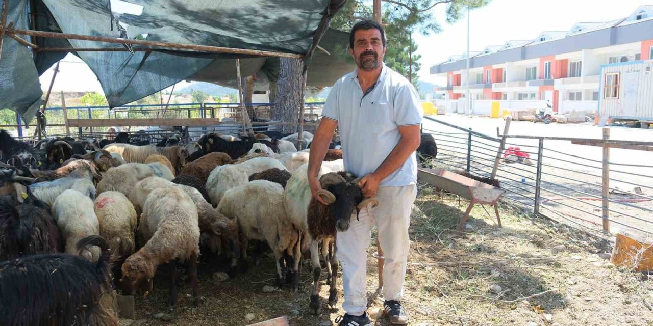 Kemer Belediyesi’nde Kurban Satış Alanlarında Denetim