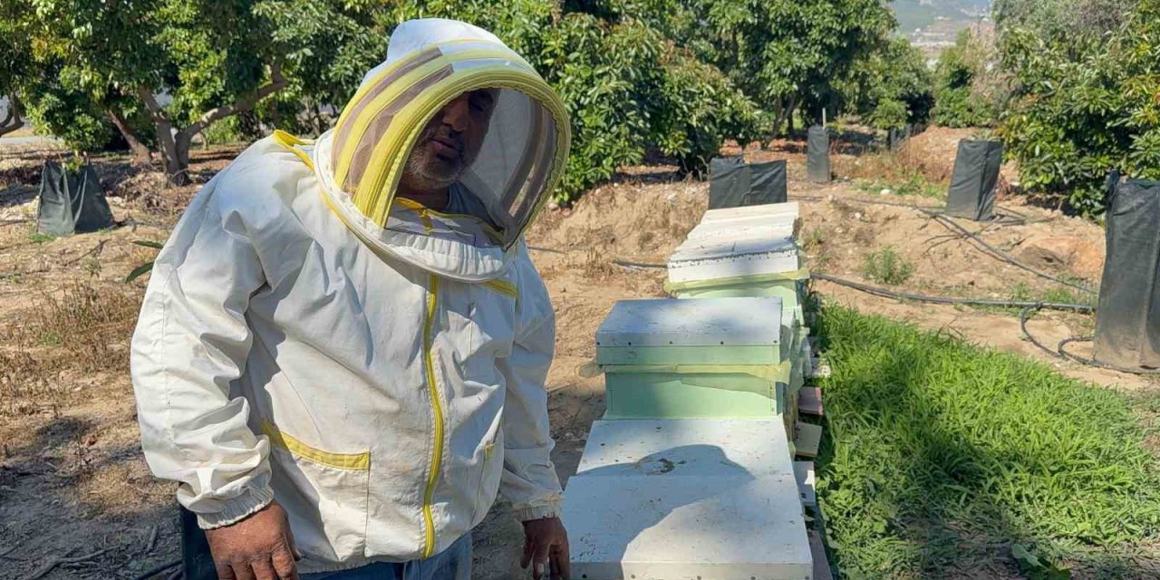 Kovanlarına Ayı Saldıran Arıcı: "bal Falan Kalmamış"