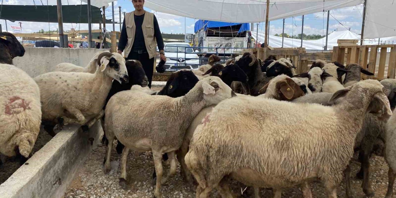 Konya’da Kurban Satıcıları Yarını Bekliyor