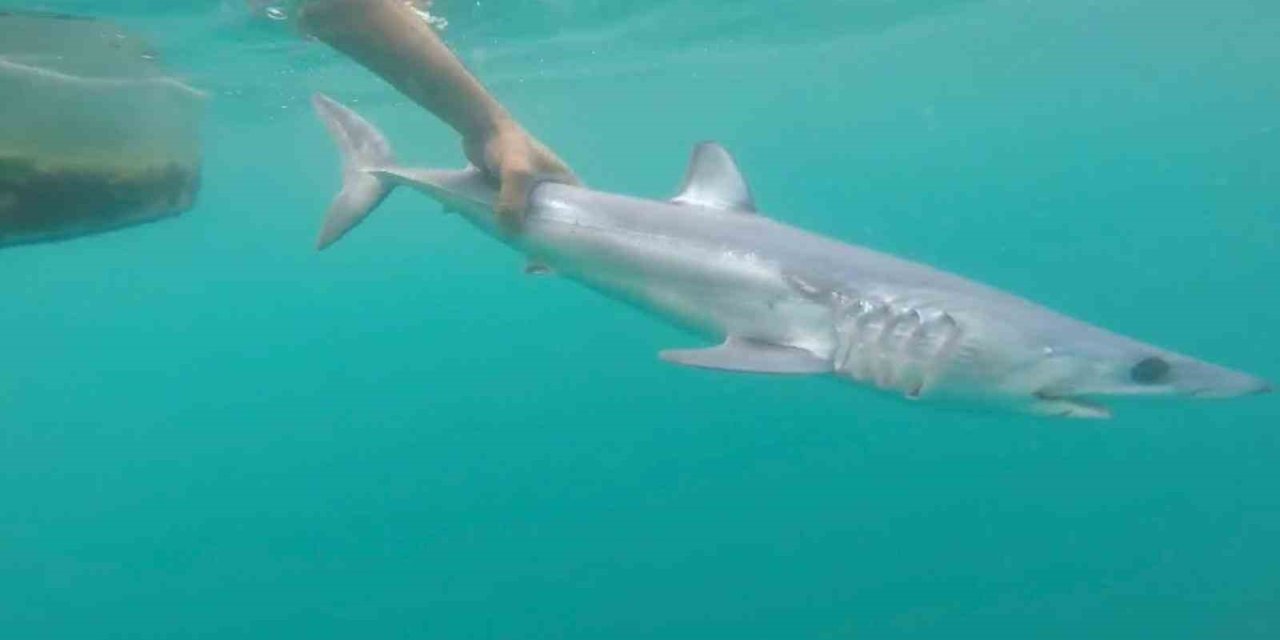 Tatilcileri Rahatlatan Açıklama: "türkiye’deki Denizler, Köpek Balığı Riski Açısından Çok Güvenli"