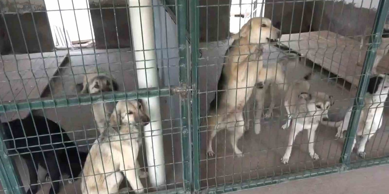 Yaklaşık 4 Milyon Sahipsiz Köpek Var, Alacak Barınak Yok