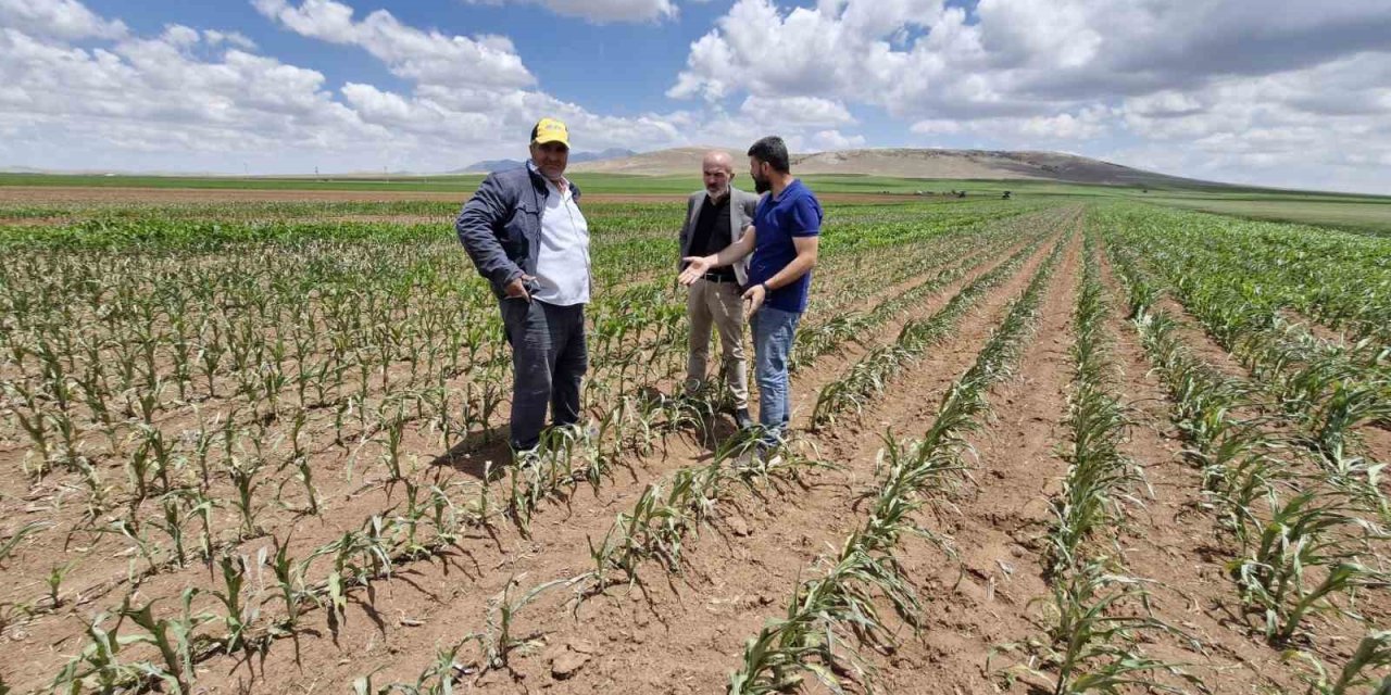 Mısır Tarlasına Dronlu Ot İlacı Saldırısı