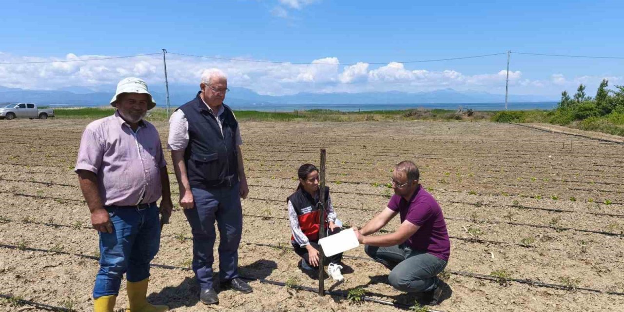 Beyşehir’de Domates Güvesi İle Mücadele Başladı