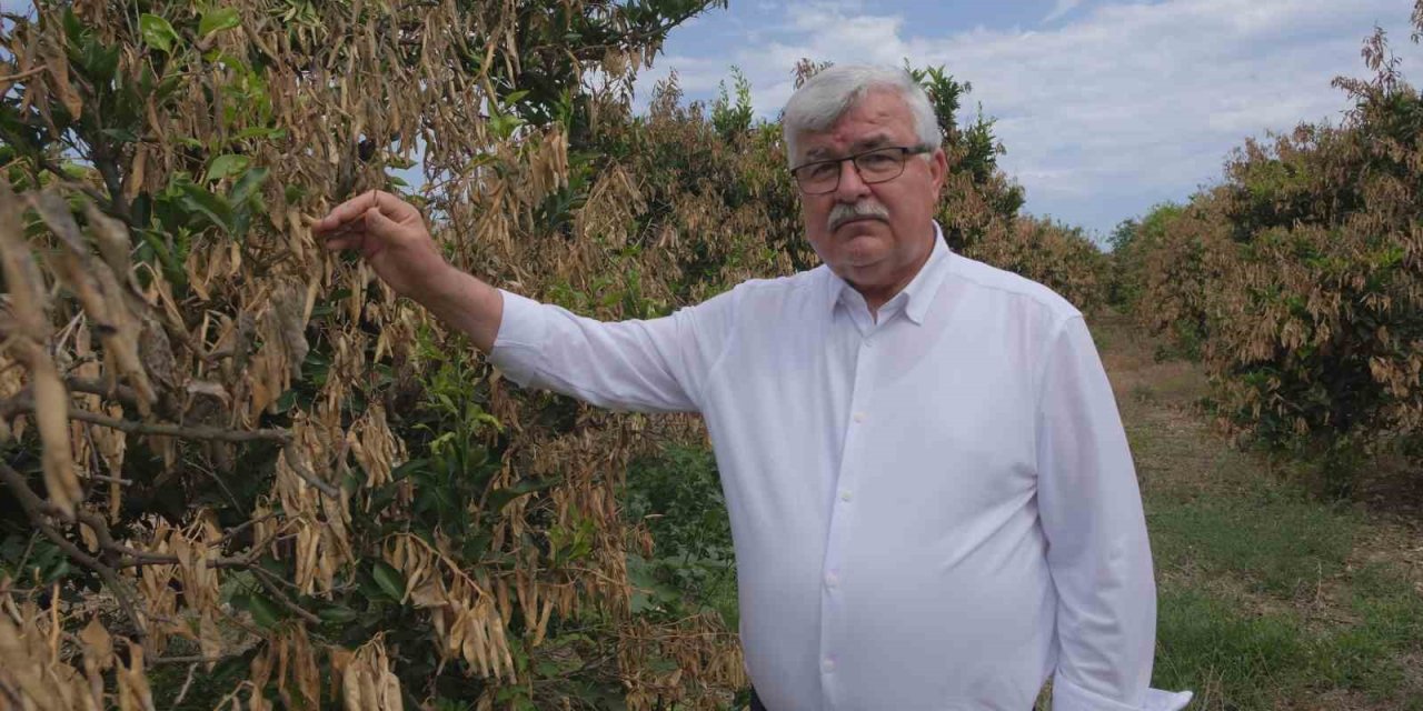 Mersin’deki Zirai Donun Olumsuz Etkileri Sürüyor