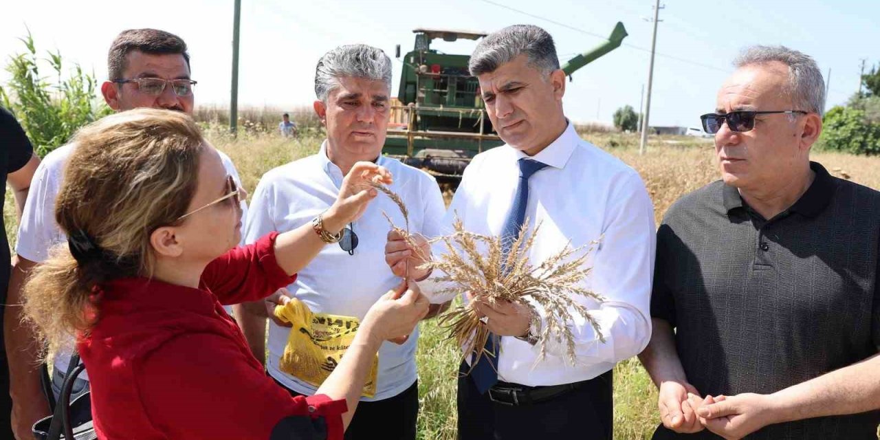 Mersin’de Yerli Buğdayın Hasadı Gerçekleştirildi