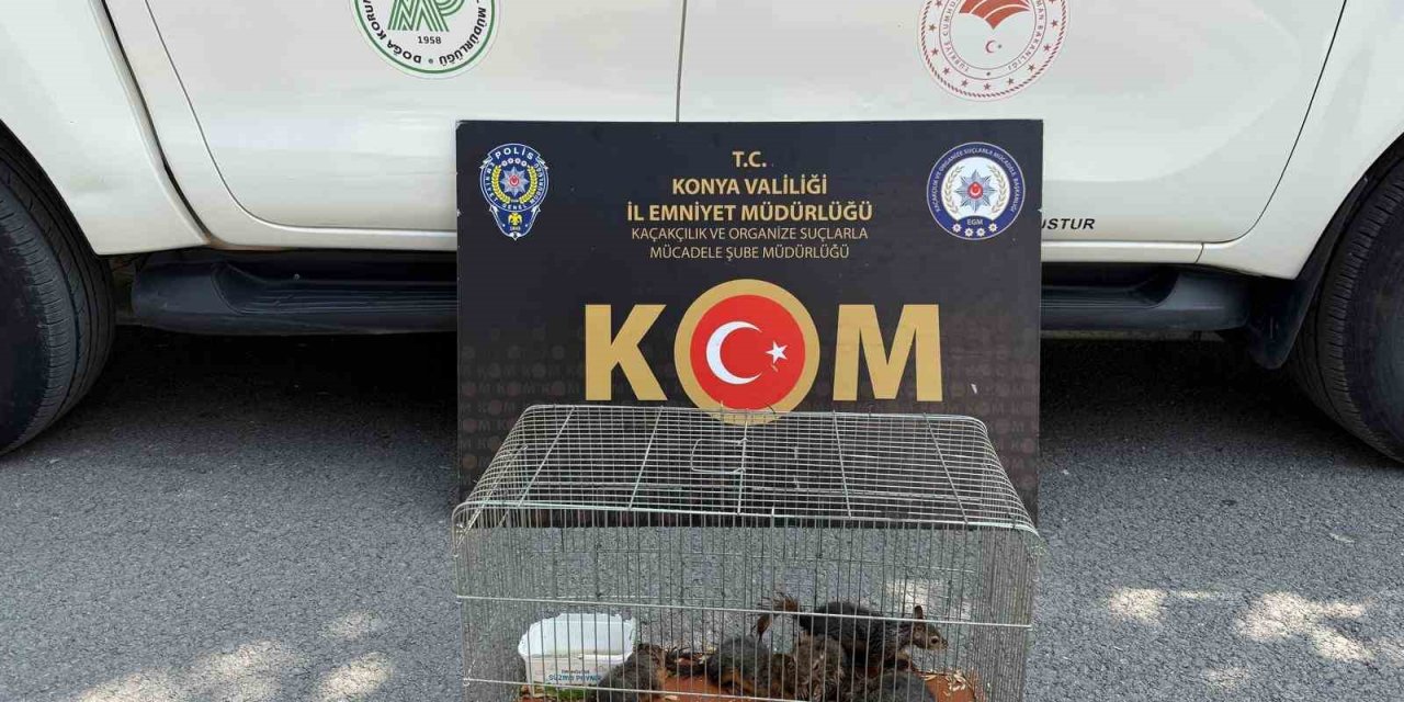 Konya’da Yasadışı Sincap Ticaretine Operasyon