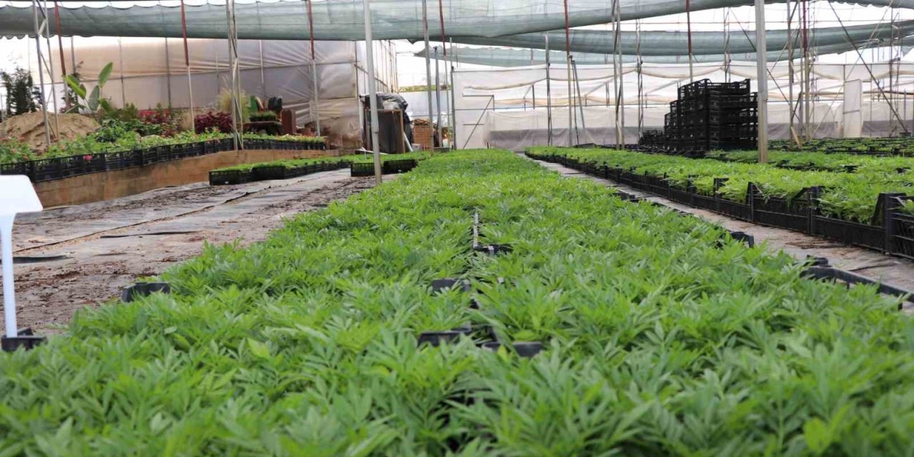 Alanya Belediyesi Arife Günü Mezarlıklarda Çiçek Dağıtacak