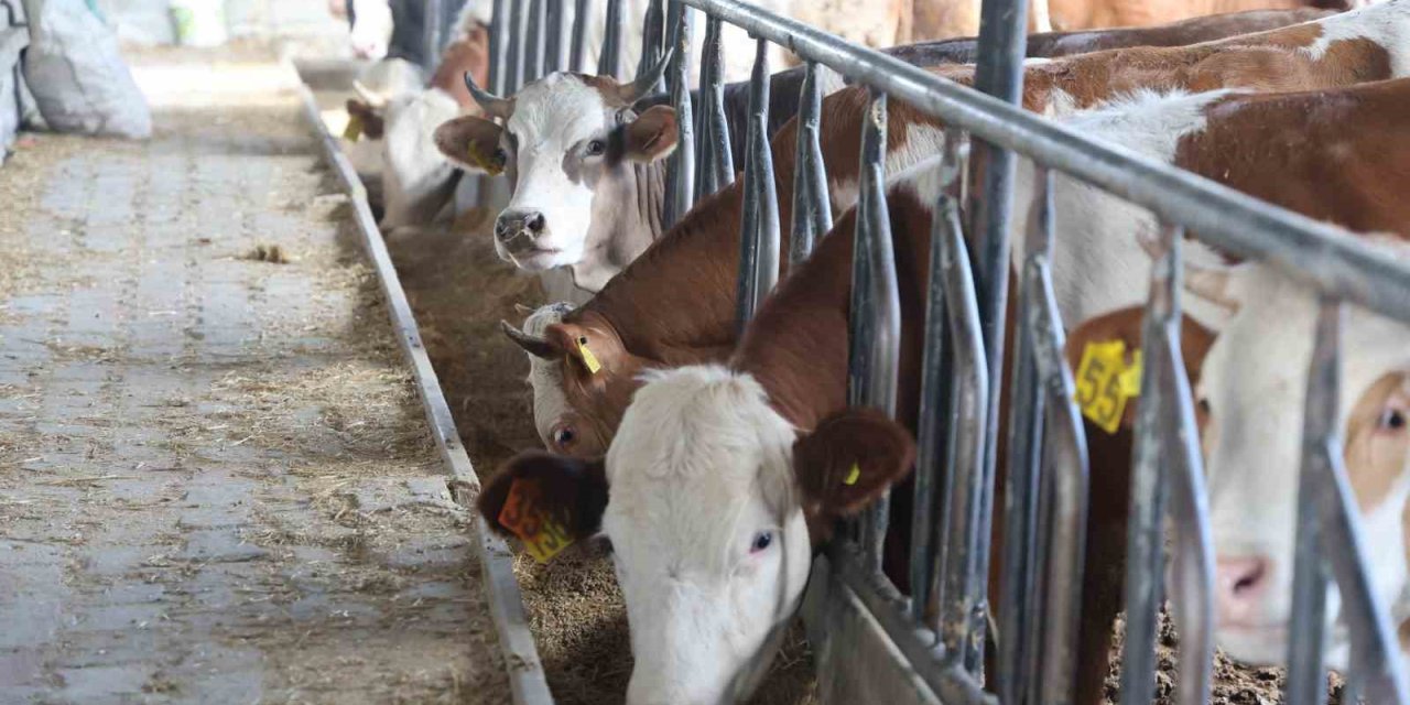 Kurban Kesimi Sırasında Hastanelik Olmamak İçin Öneriler