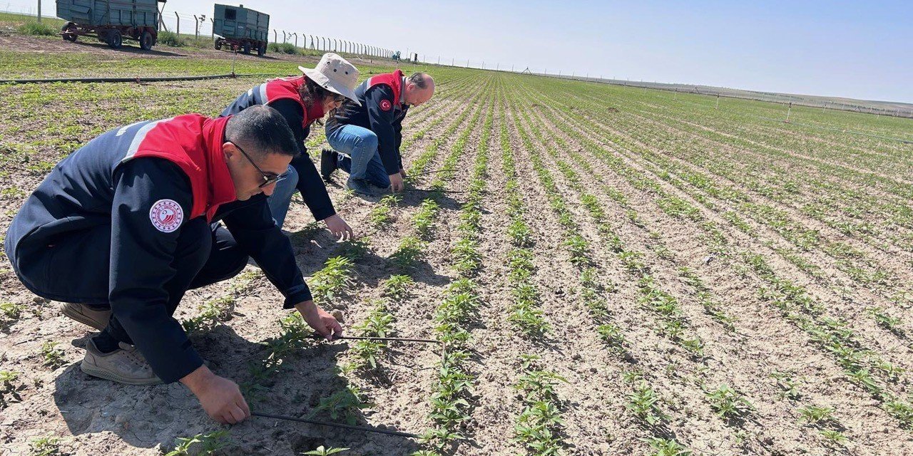 Kulu’da Kenevir Ekimi Yapılan Arazide İnceleme