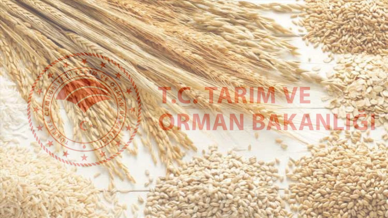 Tarım Bakanlığı Hububat Alım Fiyatı Haziran 2025! Tohum Desteği Verilecek!