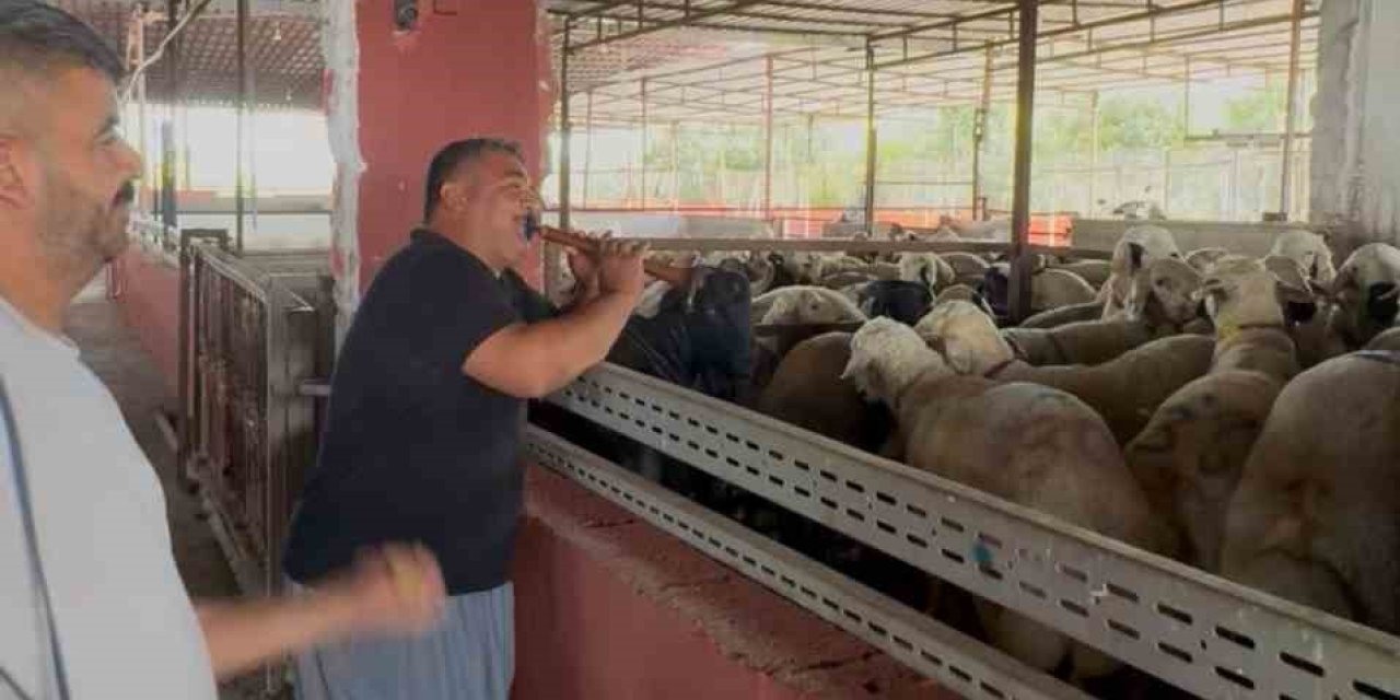 Kurbanlıklara Davullu Zurnalı Konser