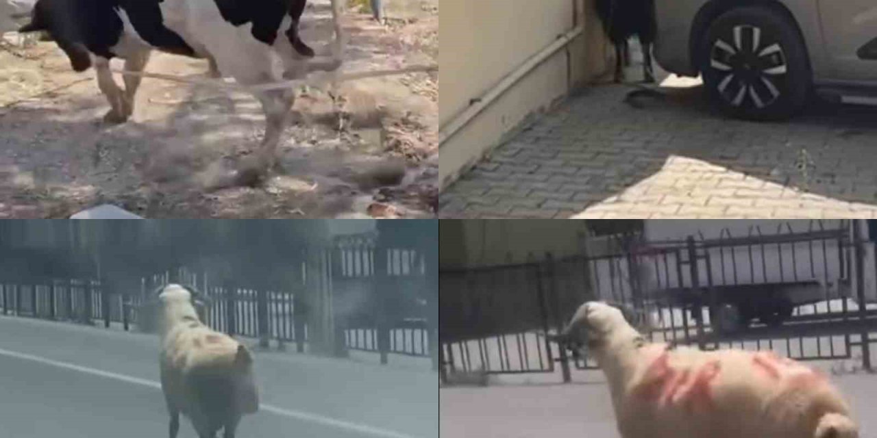 Kurbanlıklar Firarda