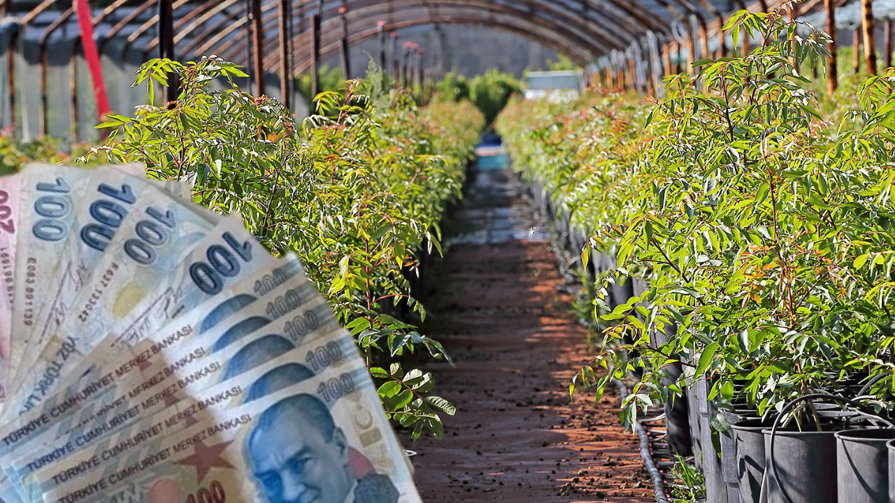 Çiftçilere Ücretsiz Dağıtılıyor! Destekler Başladı!