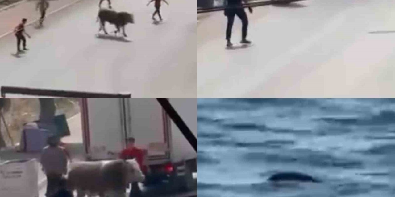 Kaçan Boğa Ortalığı Bir Birine Kattı, Diğeri İse Denizde Telef Oldu