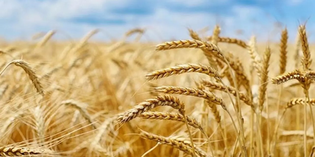 Buğdayda Verim Yüzde 50 Düştü!