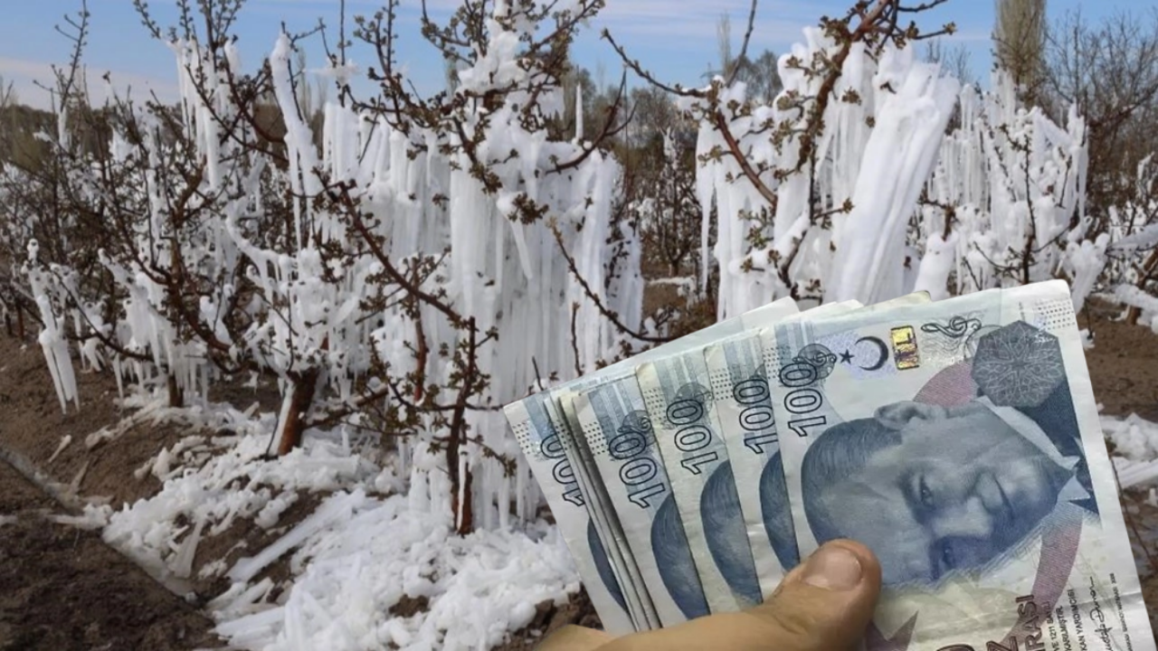 Çiftçiye Zirai Don Şoku! Ödemeler Düşük Kalacak!