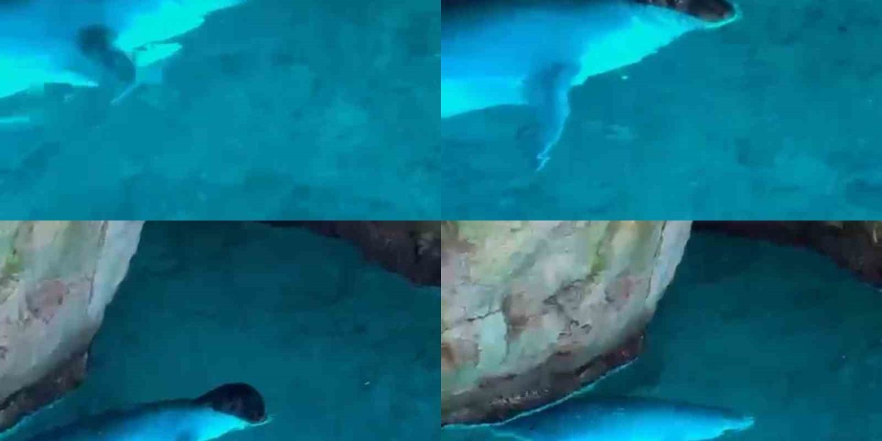 Tatilciler, Mağarada Akdeniz Fokuyla Karşılaştı