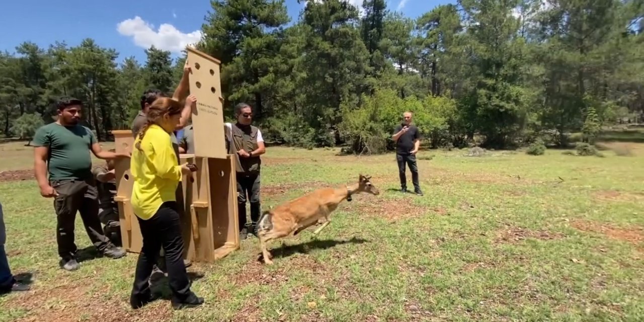 Antalya’da Doğaya Salınan Alageyiğin Hareketleri Uyduyla İzleniyor