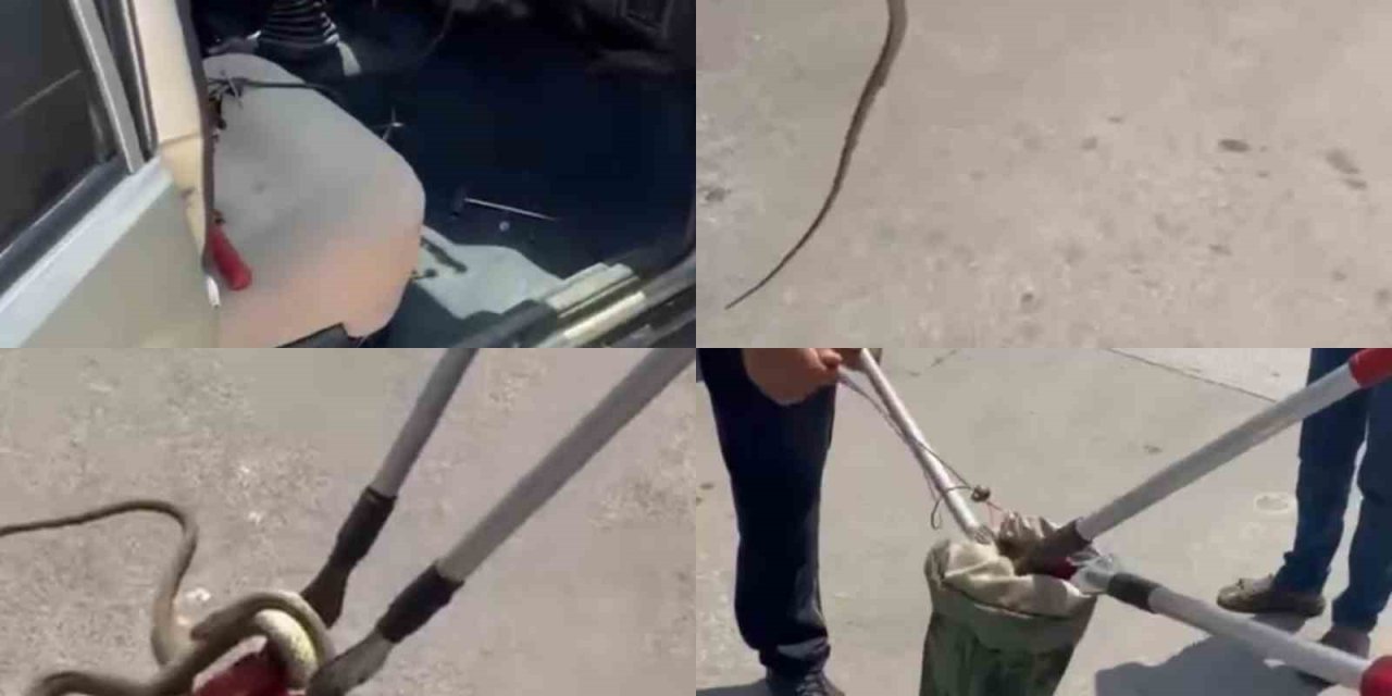 Hastane Bahçesindeki Otomobilden Yılan Çıktı