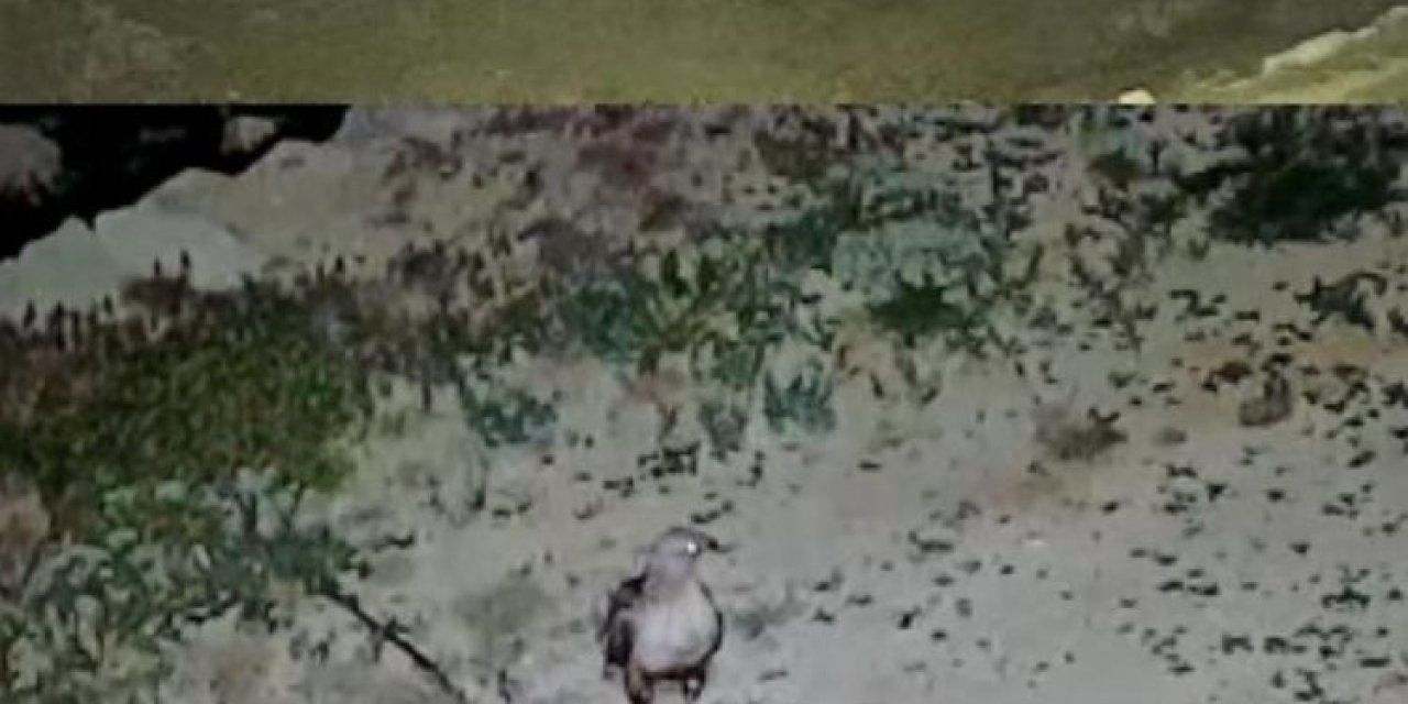 Yayladaki Evin Bahçesi Yabani Hayvanların Mekanı Oldu