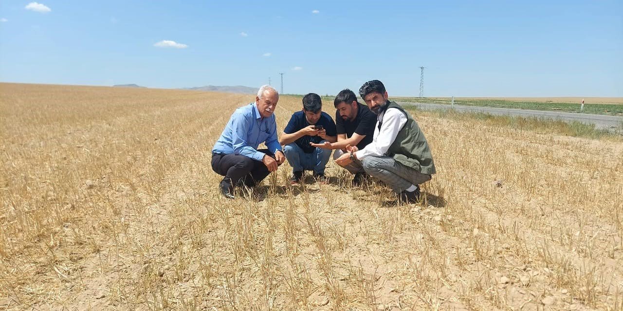 Kulu’da Hububatı Kuraklık Vurdu
