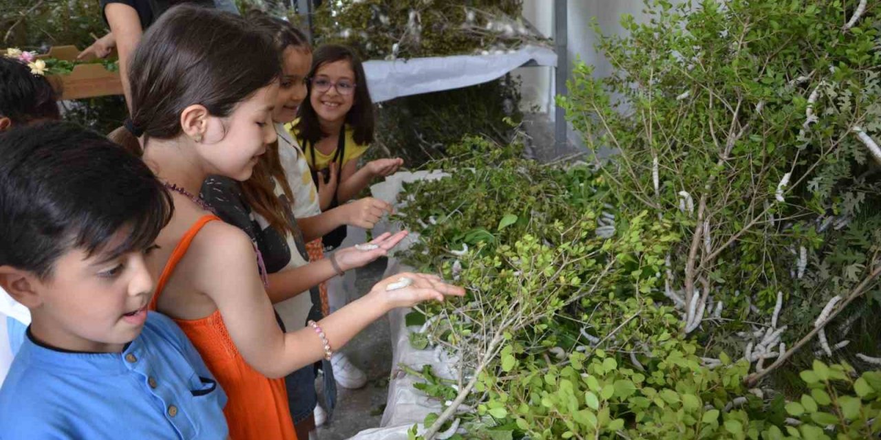 Antalya’da Kaybolan Meslekler Arasında Yer Alan İpekböcekçiliği Geri Dönüyor