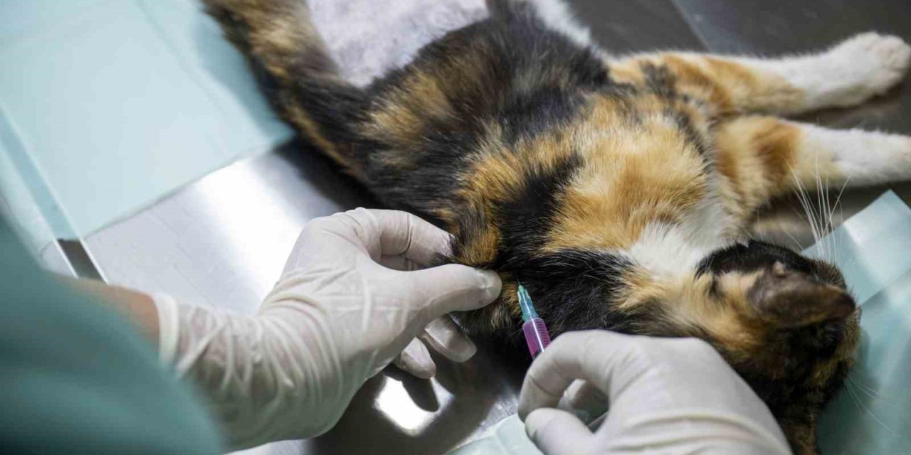 Mersin’deki Kedi Popülasyonu Kısırlaştırma Merkezi İle Dengeleniyor