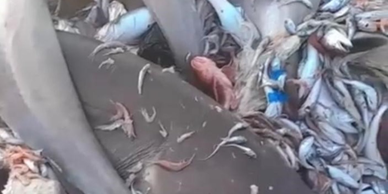 Yer Yine Mersin: Bu Kez 8 Köpekbalığı Ağlara Takıldı