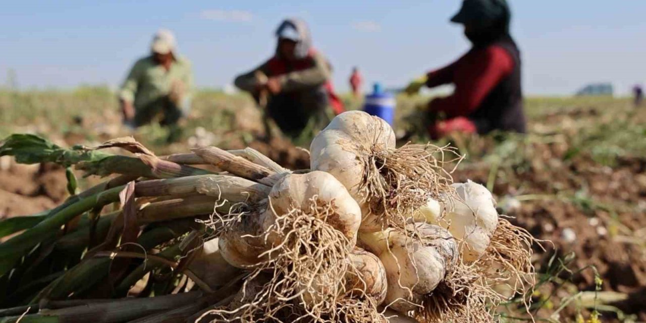 Rusya, Almanya Ve İspanya’nın Antibiyotiği Aksaray Sarımsağının Hasadı Başladı