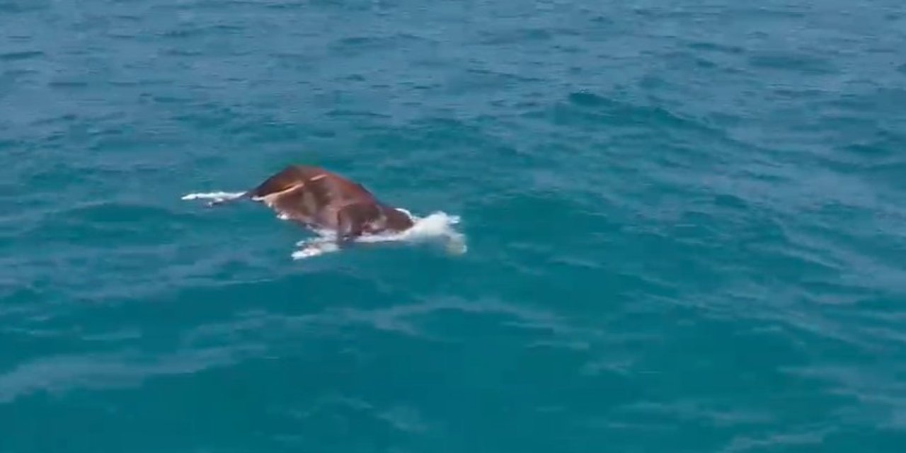 Alanya’da Denizde Ölü İnek Bulundu