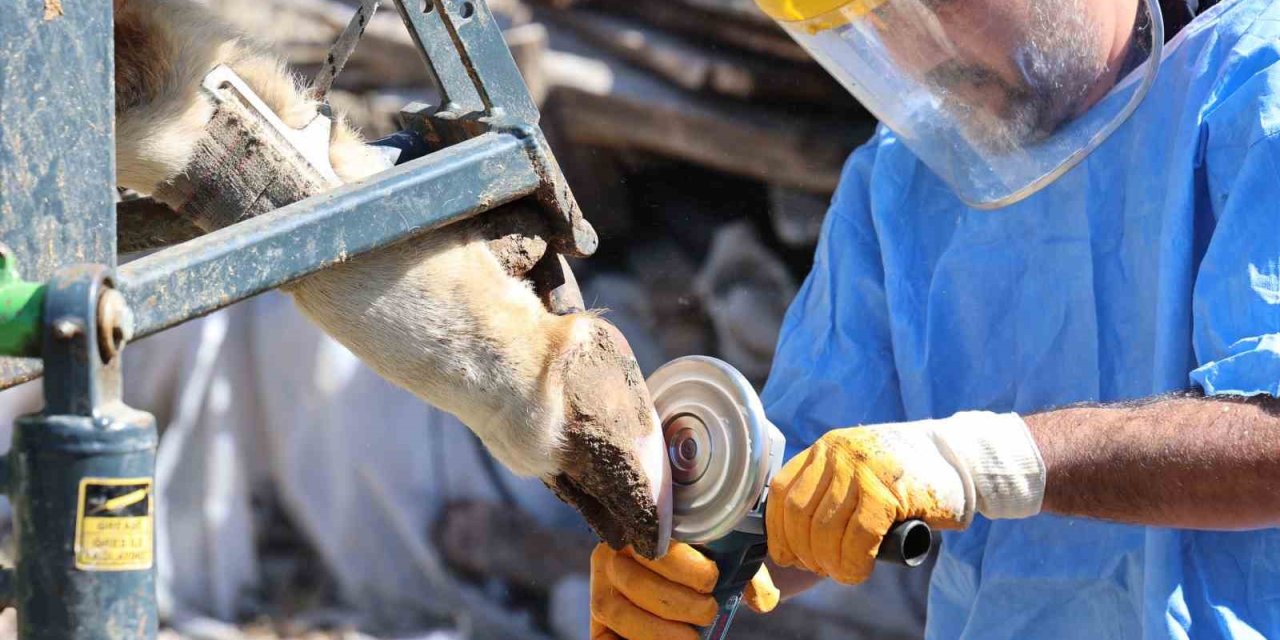 Büyükşehir’den Tarım Ve Hayvancılığa Can Suyu